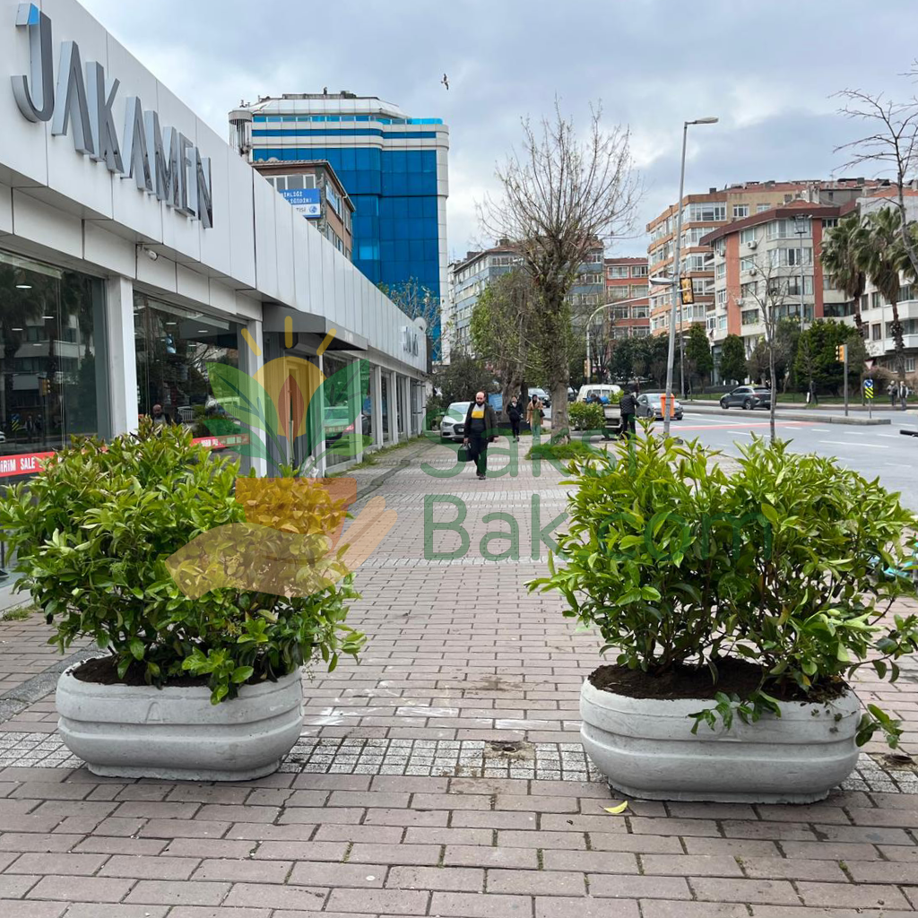 Saksılar